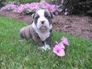 Olde English Bulldogge Puppy for sale in Newville, PA, USA