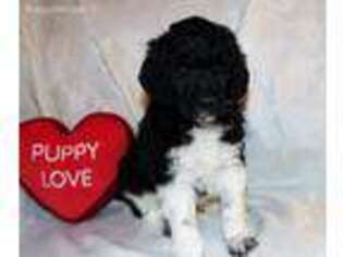 Mutt Puppy for sale in Ogden, UT, USA