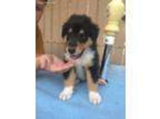 Collie Puppy for sale in Glendale, AZ, USA