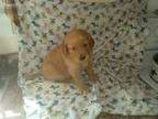 Golden Retriever Puppy for sale in Manchester, NH, USA