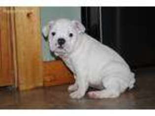 Bulldog Puppy for sale in Kingston, OH, USA