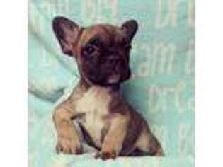 French Bulldog Puppy for sale in Oakley, MI, USA