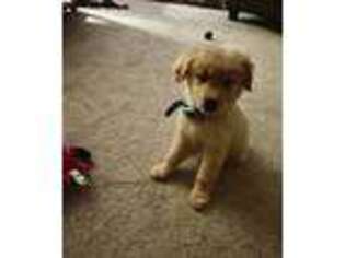 Golden Retriever Puppy for sale in Uniontown, OH, USA