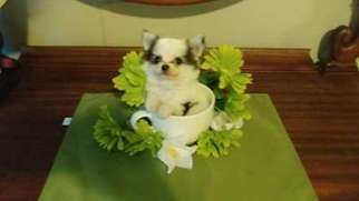 Chihuahua Puppy for sale in Lignum, VA, USA