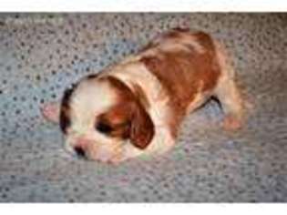Cavalier King Charles Spaniel Puppy for sale in Hoquiam, WA, USA