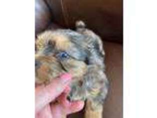 Yorkshire Terrier Puppy for sale in Gaffney, SC, USA