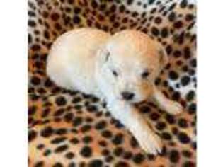 Goldendoodle Puppy for sale in Marlow, OK, USA
