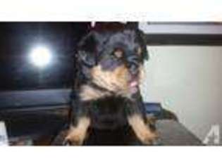 Rottweiler Puppy for sale in MC KEES ROCKS, PA, USA
