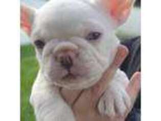 French Bulldog Puppy for sale in Lakeland, FL, USA