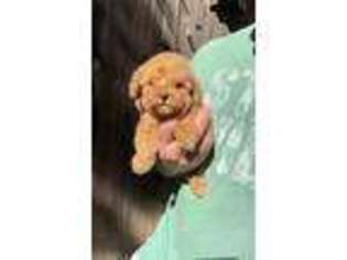 Golden Retriever Puppy for sale in York, SC, USA