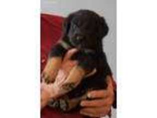 Mutt Puppy for sale in Pandora, OH, USA