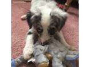 Miniature Australian Shepherd Puppy for sale in Guymon, OK, USA