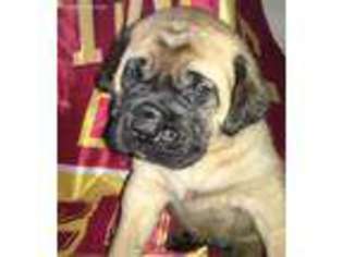 Mastiff Puppy for sale in Knoxville, IA, USA