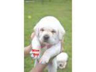 Labrador Retriever Puppy for sale in Picayune, MS, USA