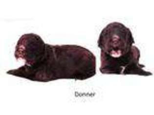 Labradoodle Puppy for sale in Fayetteville, NC, USA