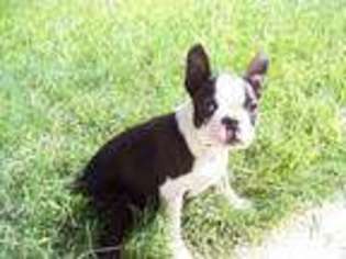 Boston Terrier Puppy for sale in PHELAN, CA, USA