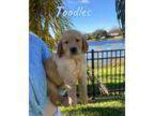 Golden Retriever Puppy for sale in Clermont, FL, USA