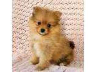 Pomeranian Puppy for sale in Nappanee, IN, USA