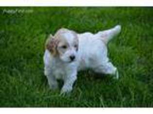 Goldendoodle Puppy for sale in Strattanville, PA, USA