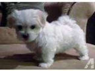 Maltese Puppy for sale in ROCKTON, IL, USA