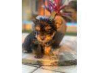 Yorkshire Terrier Puppy for sale in Mineola, NY, USA
