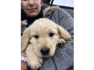 Labradoodle Puppy for sale in Bridgewater, VA, USA
