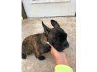 French Bulldog Puppy for sale in Niceville, FL, USA