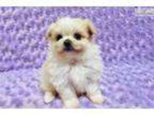 Maltipom Puppy for sale in Hattiesburg, MS, USA