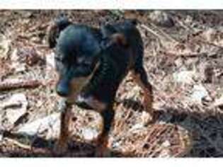 Miniature Pinscher Puppy for sale in Biloxi, MS, USA