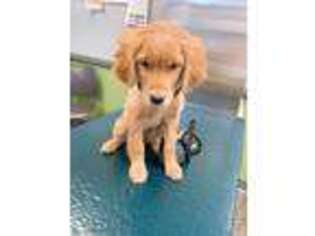 Golden Retriever Puppy for sale in Highland Park, NJ, USA