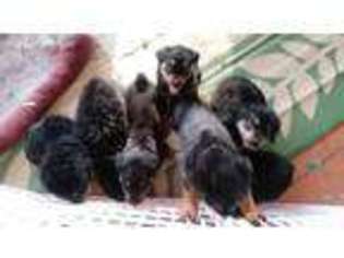 Rottweiler Puppy for sale in Placerville, CA, USA