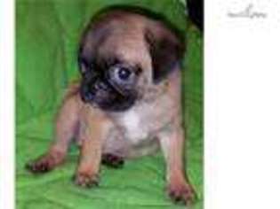 Pug Puppy for sale in Hinesville, GA, USA