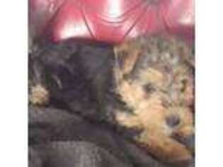 Lakeland Terrier Puppy for sale in Theodosia, MO, USA
