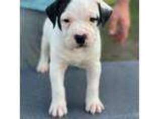 American Bulldog Puppy for sale in Mascotte, FL, USA