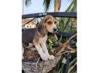 Beagle Puppy for sale in Palmdale, CA, USA
