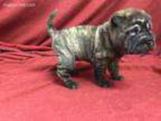 Mutt Puppy for sale in Bonaparte, IA, USA