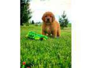 Golden Retriever Puppy for sale in Redkey, IN, USA