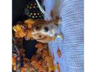 Dachshund Puppy for sale in Pflugerville, TX, USA