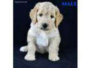 Goldendoodle Puppy for sale in Dardanelle, AR, USA