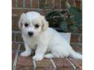 Coton de Tulear Puppy for sale in Westover, MD, USA