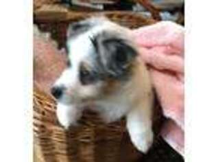 Miniature Australian Shepherd Puppy for sale in Crownsville, MD, USA