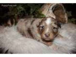 Australian Shepherd Puppy for sale in Whitesboro, OK, USA