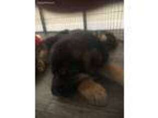 German Shepherd Dog Puppy for sale in Ford, VA, USA