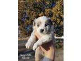 Miniature Australian Shepherd Puppy for sale in Orem, UT, USA