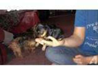 Yorkshire Terrier Puppy for sale in MOUNT GILEAD, OH, USA