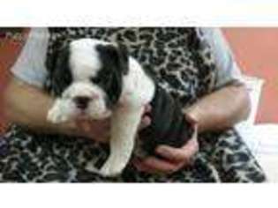 Bulldog Puppy for sale in Chanute, KS, USA