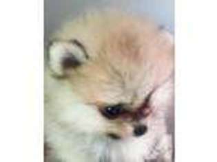 Pomeranian Puppy for sale in ARDMORE, OK, USA