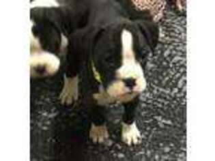 Boxer Puppy for sale in Taft, TN, USA
