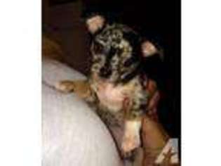 Chihuahua Puppy for sale in BETHEL, PA, USA