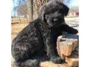 Mutt Puppy for sale in Archie, MO, USA